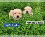 Small Photo #10 Labrador Retriever Puppy For Sale in EDGEWOOD, TX, USA
