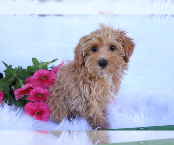 Medium Photo #3 Poodle (Toy)-Yorkshire Terrier Mix Puppy For Sale in SHILOH, OH, USA