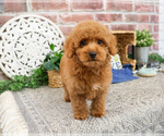 Small #7 Poodle (Miniature)