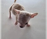 Chihuahuas - Female Chihuahua Puppy for Sale - Photo #3