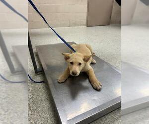 American Pit Bull Terrier-German Shepherd Dog Mix Dogs for adoption in Conroe, TX, USA