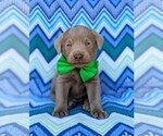 Small Photo #1 Labrador Retriever Puppy For Sale in KINZERS, PA, USA