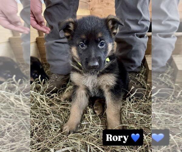 Medium Photo #1 German Shepherd Dog Puppy For Sale in Brewster, NY, USA