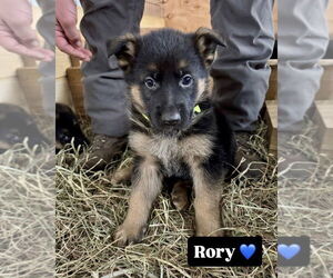 German Shepherd Dog Dogs for adoption in Brewster, NY, USA