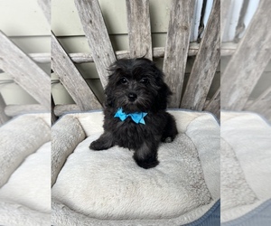 Maltipoo Puppy for Sale in BELDING, Michigan USA