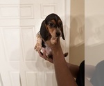 Puppy Princess Beagle