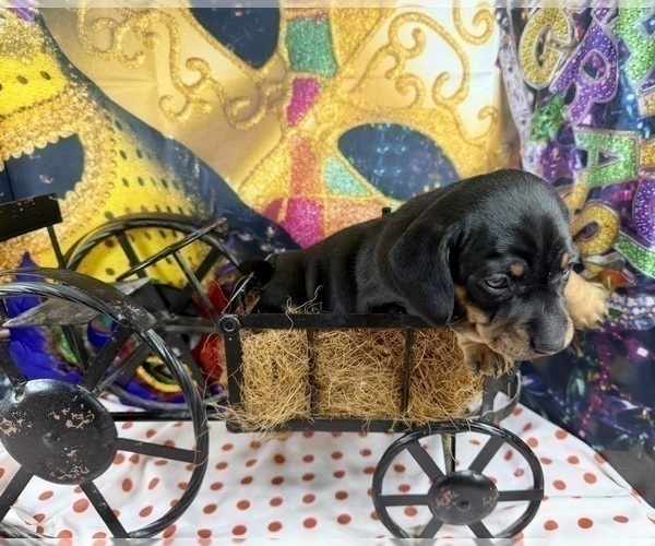 Medium Photo #6 Dachshund Puppy For Sale in CASSVILLE, MO, USA