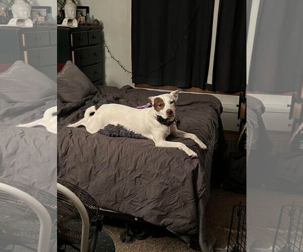 Medium Photo #3 Mutt Puppy For Sale in Sheboygan, WI, USA