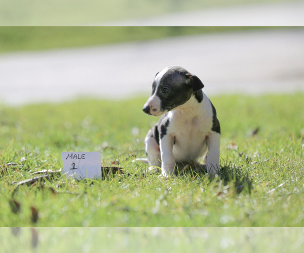 Medium Photo #1 Whippet Puppy For Sale in JANESVILLE, WI, USA