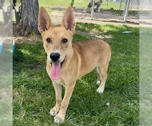 Labrador Retriever-Unknown Mix Dogs for adoption in Conroe, TX, USA