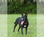 Small #8 German Shepherd Dog Mix