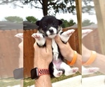 Small Photo #8 Pembroke Welsh Corgi Puppy For Sale in SOULSBYVILLE, CA, USA