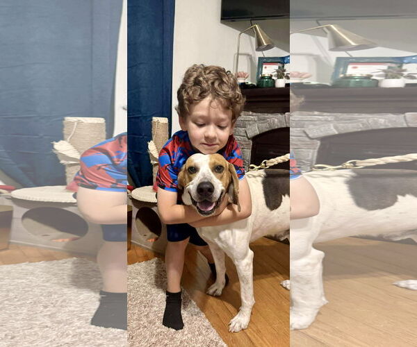 Medium Photo #21 Mutt Puppy For Sale in Rustburg, VA, USA