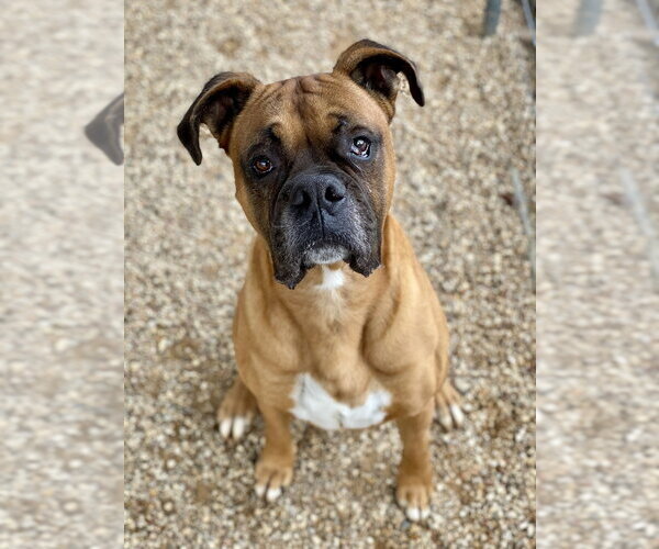 Medium Photo #11 Boxer Puppy For Sale in Austin, TX, USA