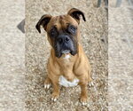 Small #10 Boxer