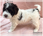 Small #13 Lagotto Romagnolo