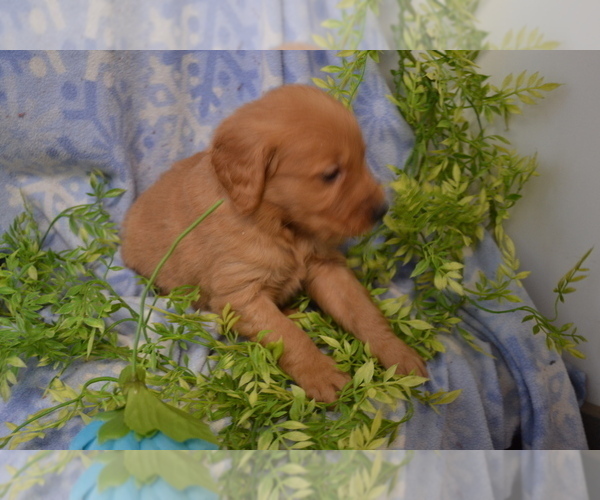 Medium Photo #4 Golden Retriever Puppy For Sale in GREENWOOD, WI, USA