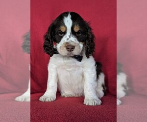 English Springer Spaniel Puppy for sale in LANCASTER, PA, USA