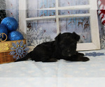 Small Photo #13 YorkiePoo Puppy For Sale in CHANUTE, KS, USA