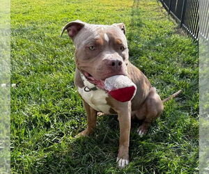 American Pit Bull Terrier Dogs for adoption in Rockville, MD, USA