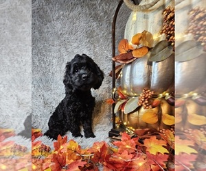 Cockapoo Dogs for adoption in PORT CRANE, NY, USA