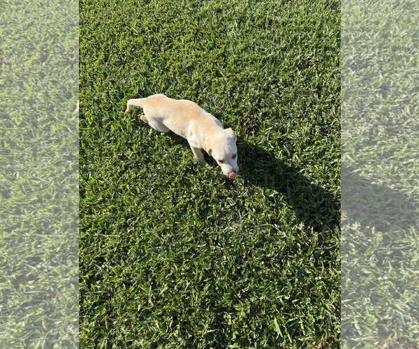 Medium Photo #4 - Mix Puppy For Sale in Boca Raton, FL, USA