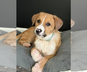 Puppy Teddy - Male Mutt Dog for Adoption - Photo #3