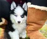 Puppy Angel Pomsky