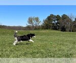 Small #4 Siberian Husky Mix
