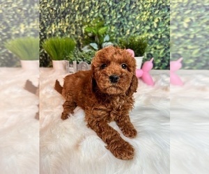 Goldendoodle (Miniature) Puppy for sale in INDIANAPOLIS, IN, USA