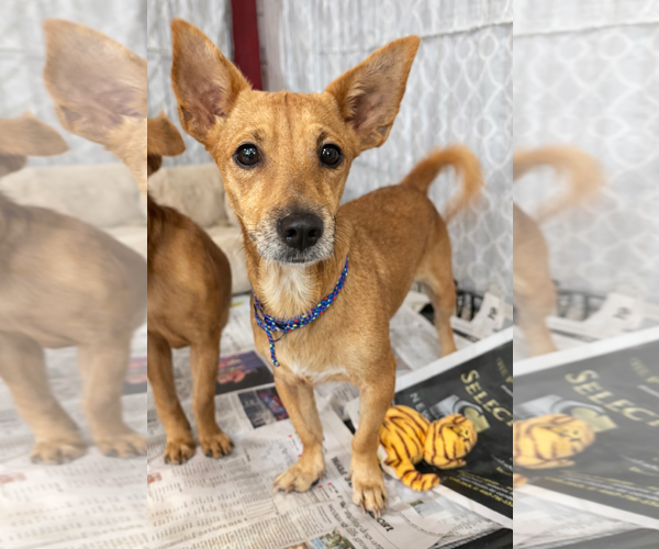 Medium Photo #2 Chiweenie Puppy For Sale in Sanford, FL, USA