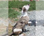 Small Photo #2 American Pit Bull Terrier-Catahoula Leopard Dog Mix Puppy For Sale in Earl, NC, USA