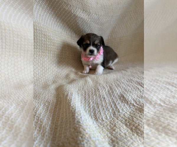 Medium Photo #6 Chihuahua Puppy For Sale in JACKSON, GA, USA