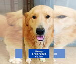 Small #1 Golden Retriever-Hovawart Mix