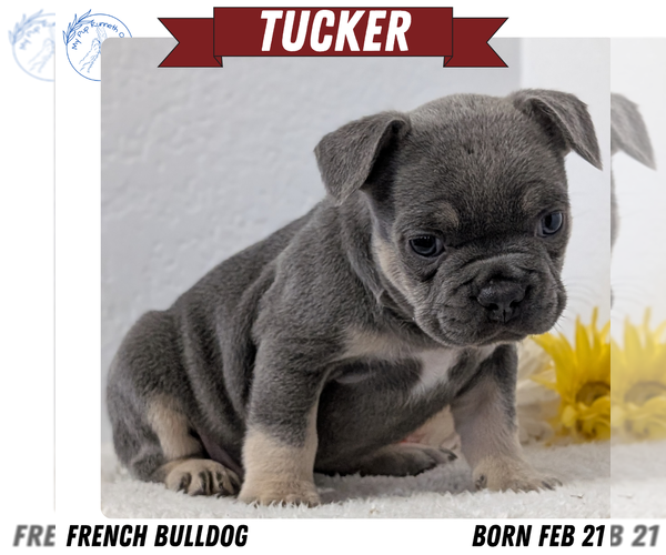 Medium Photo #2 French Bulldog Puppy For Sale in GOSHEN, IN, USA