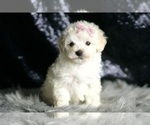 Small Photo #108 Maltipoo Puppy For Sale in WARSAW, IN, USA