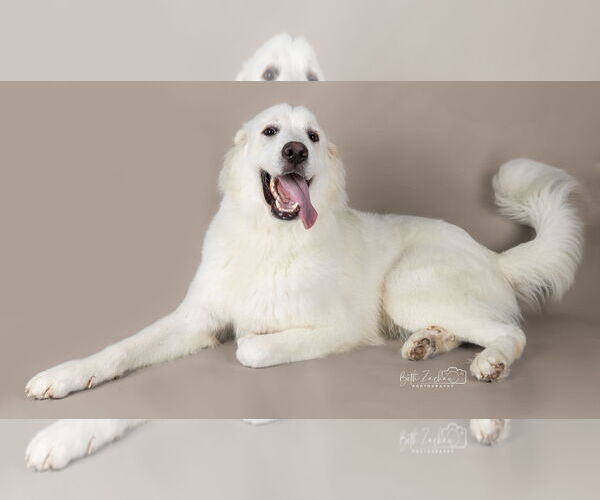 Medium Photo #34 Great Pyrenees Puppy For Sale in Houston, TX, USA
