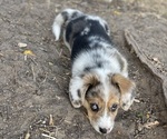 Small #8 American Corgi