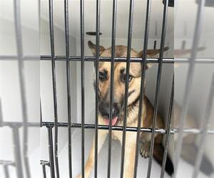German Shepherd Dog-Unknown Mix Dogs for adoption in Houston, TX, USA