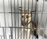 Small German Shepherd Dog Mix