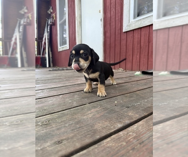 Medium Photo #11 Doxie-Pin Puppy For Sale in NEW FLORENCE, MO, USA