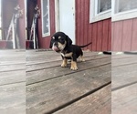 Small #10 Doxie-Pin