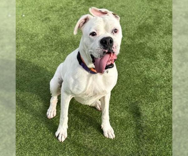 Medium Photo #4 Boxer-Unknown Mix Puppy For Sale in Camarillo, CA, USA