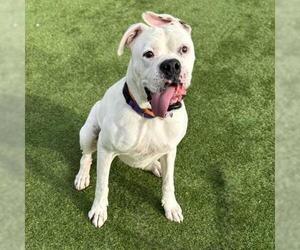 YETI - Male Boxer-Unknown Mix Dog for Adoption - Photo #4