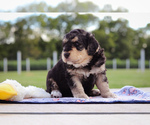 Puppy Cliff Bernedoodle