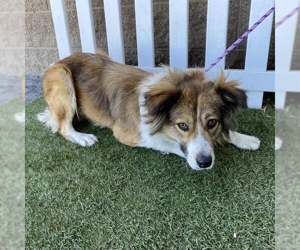 Medium Photo #1 Australian Shepherd-Unknown Mix Puppy For Sale in Modesto, CA, USA