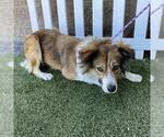 Small Australian Shepherd Mix