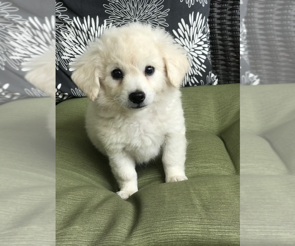 Medium Photo #2 Poodle (Toy) Puppy For Sale in BOWLING GREEN, KY, USA
