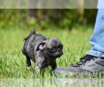 Small #2 Pug