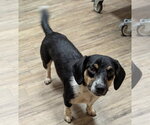 Small #2 Doxle
